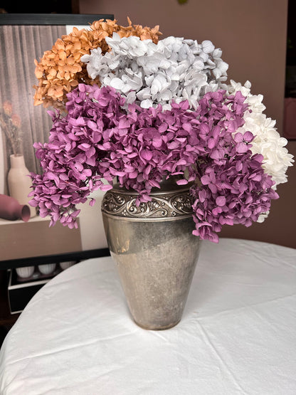 Hydrangea
