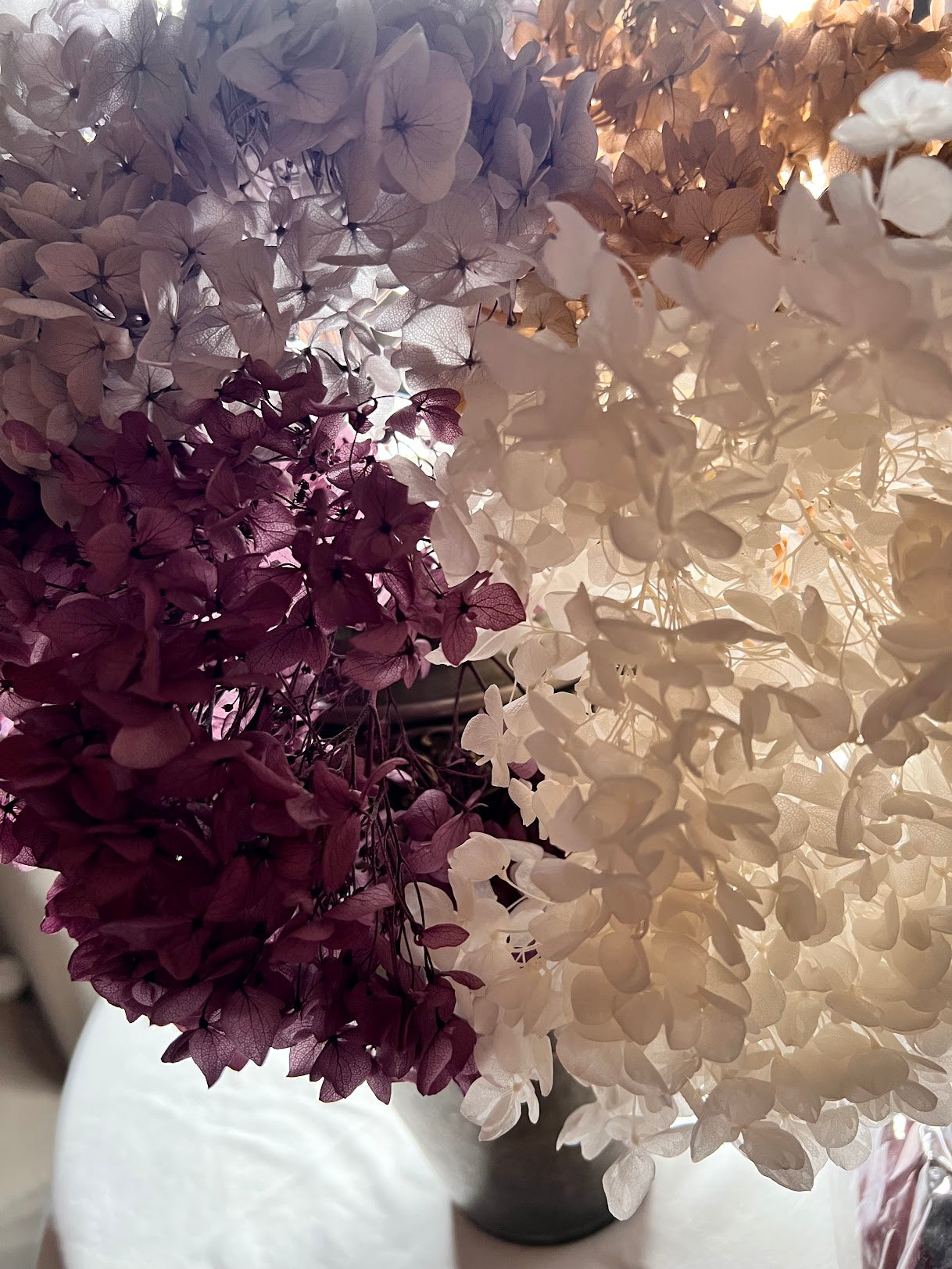 Hydrangea