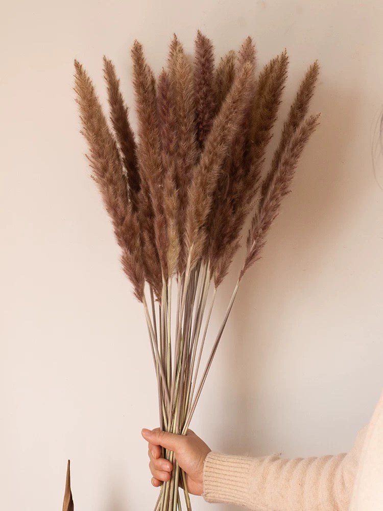 Bouquet of dried pampas grass held against a plain background