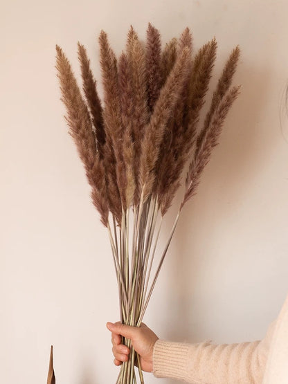 Bouquet of dried pampas grass held against a plain background