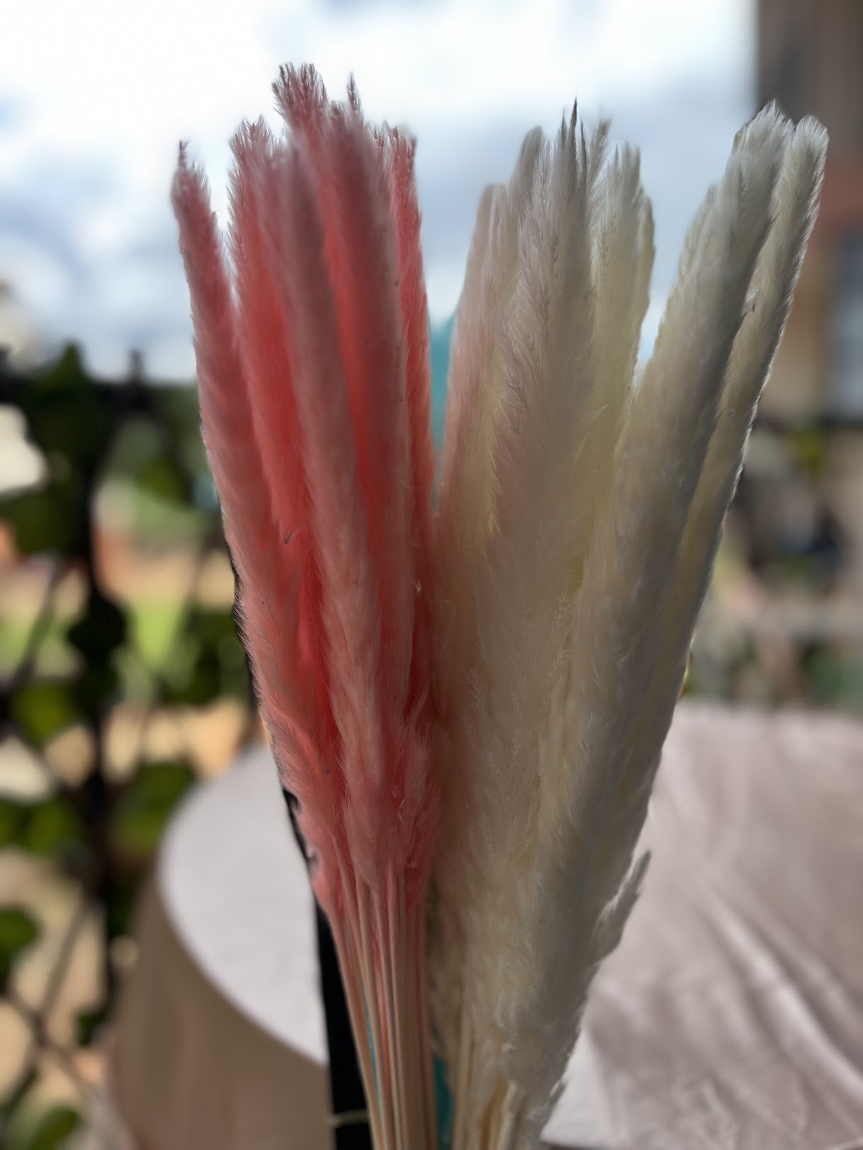 Close-up of pink and white feathers with a blurred natural background