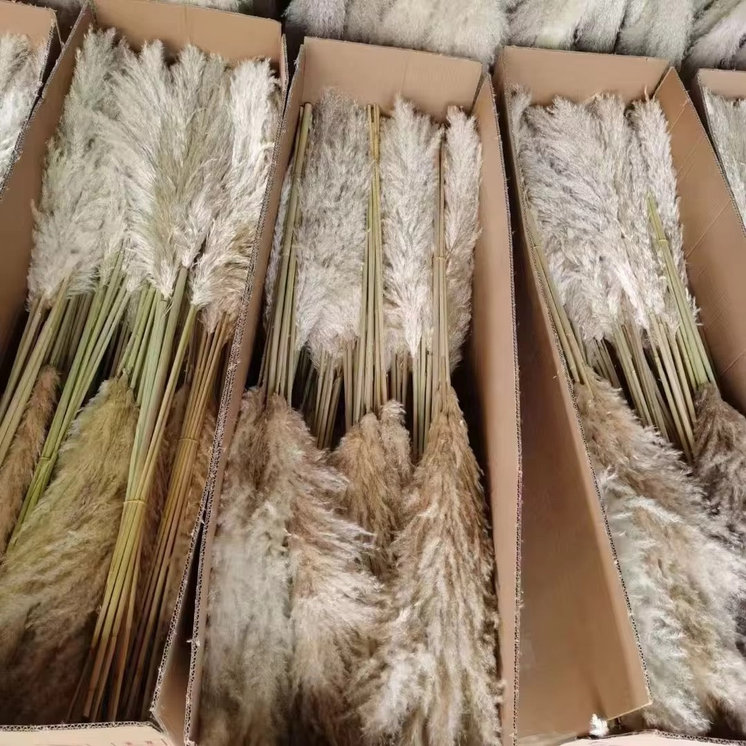 Beige pampas grass from Kenyan Lady Fleur dried flowers store arrival for wholesale to event planners.