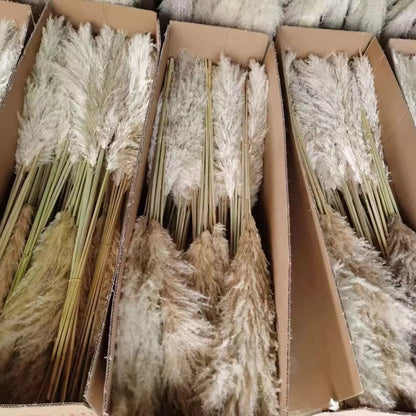 Beige pampas grass from Kenyan Lady Fleur dried flowers store arrival for wholesale to event planners.