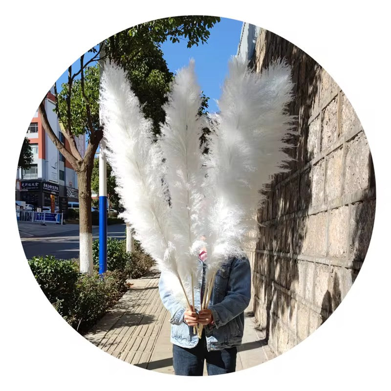 brilliant white pampas grass from Kenyan Lady Fleur dried flowers store.