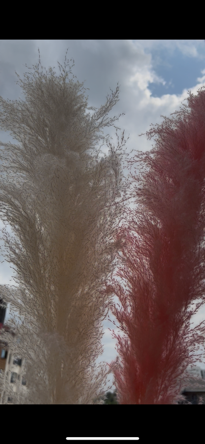 White and pink pampas grass from kenyan lady fleur dried flowers store.