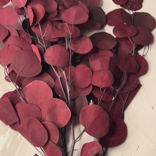 Brick red scented eucalyptus foilages bunch on a white surface.