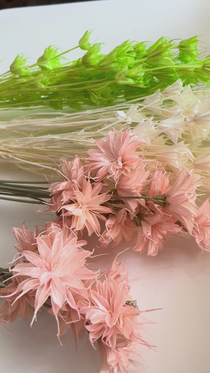 Star anise dried flowers home decor from kenyan lady fleur dried flowers shop.