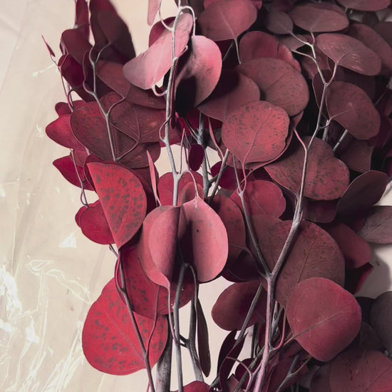 Brick red scented eucalyptus, 60cm tall against a white background.