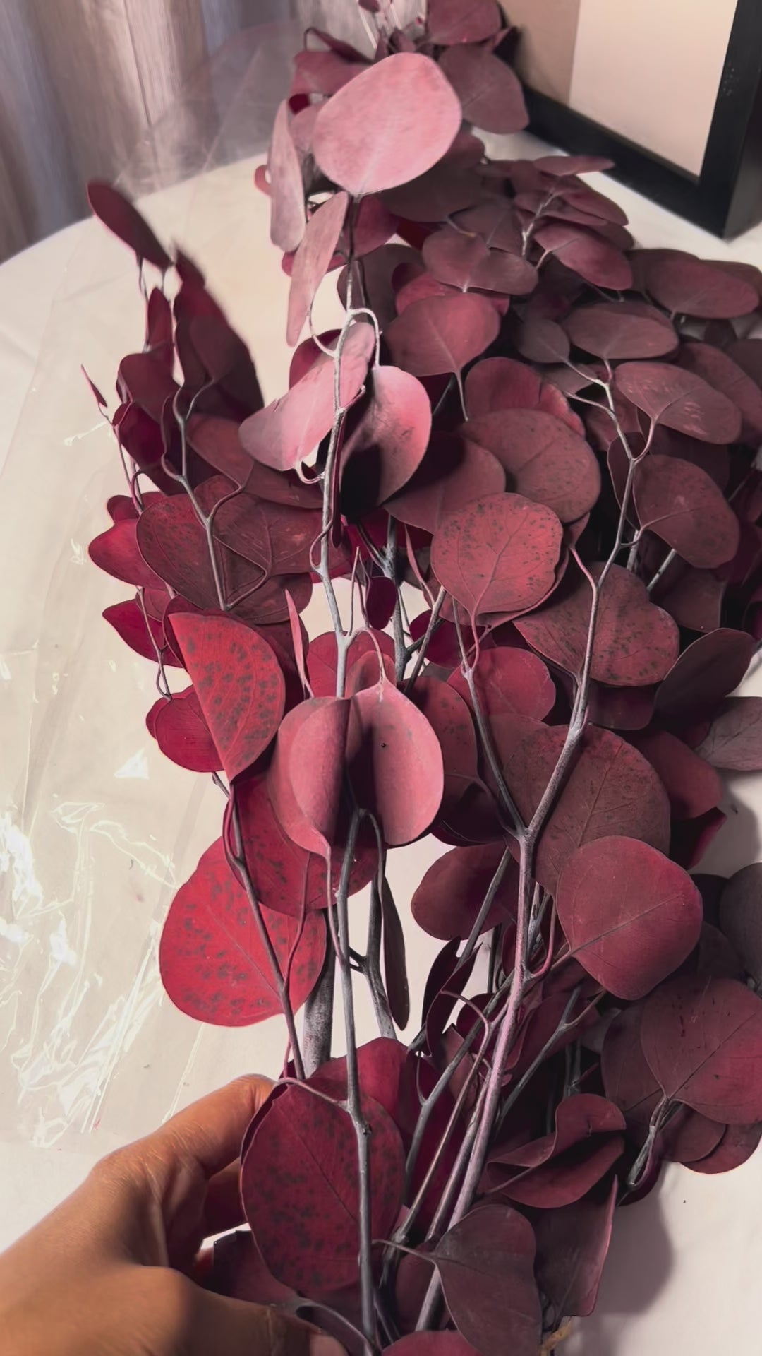 Brick red scented eucalyptus, 60cm tall against a white background.