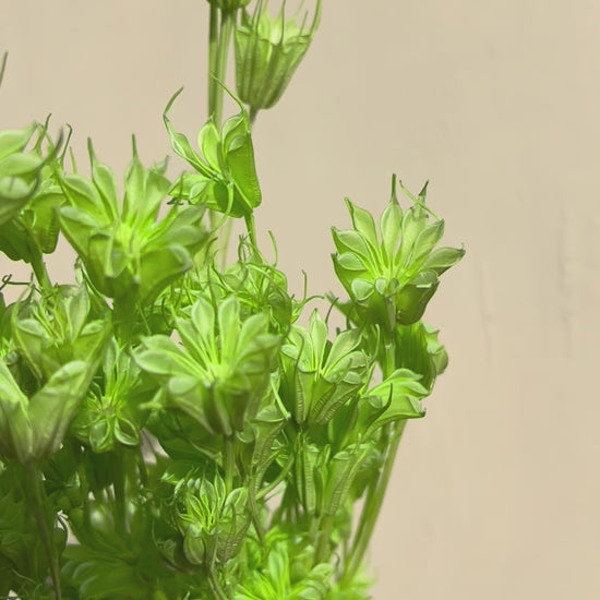 Lime green Star anise dried flowers for cake decor  from kenyan lady fleur dried flowers shop.
