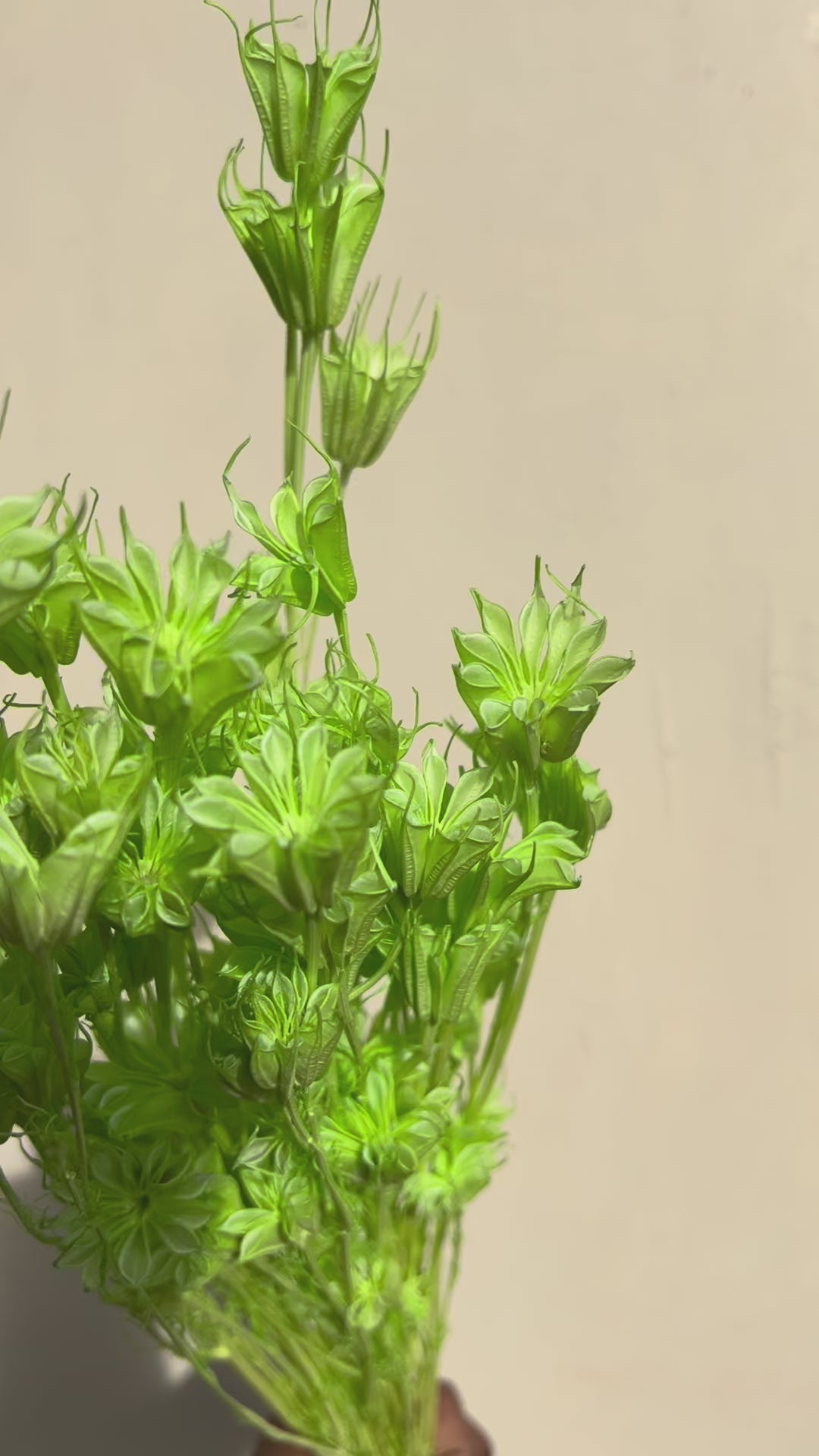 Lime green Star anise dried flowers for cake decor  from kenyan lady fleur dried flowers shop.