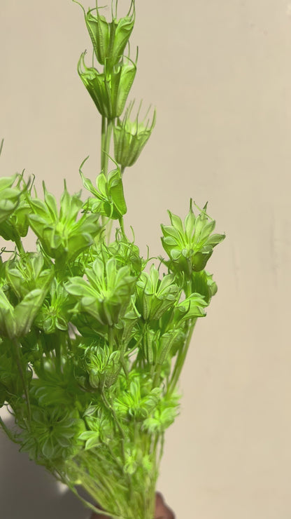 Lime green Star anise dried flowers for cake decor  from kenyan lady fleur dried flowers shop.