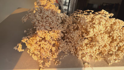 Baby's breath (Gypsophyla)