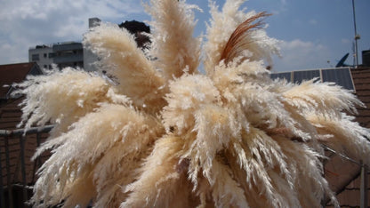 Pampas grass installation