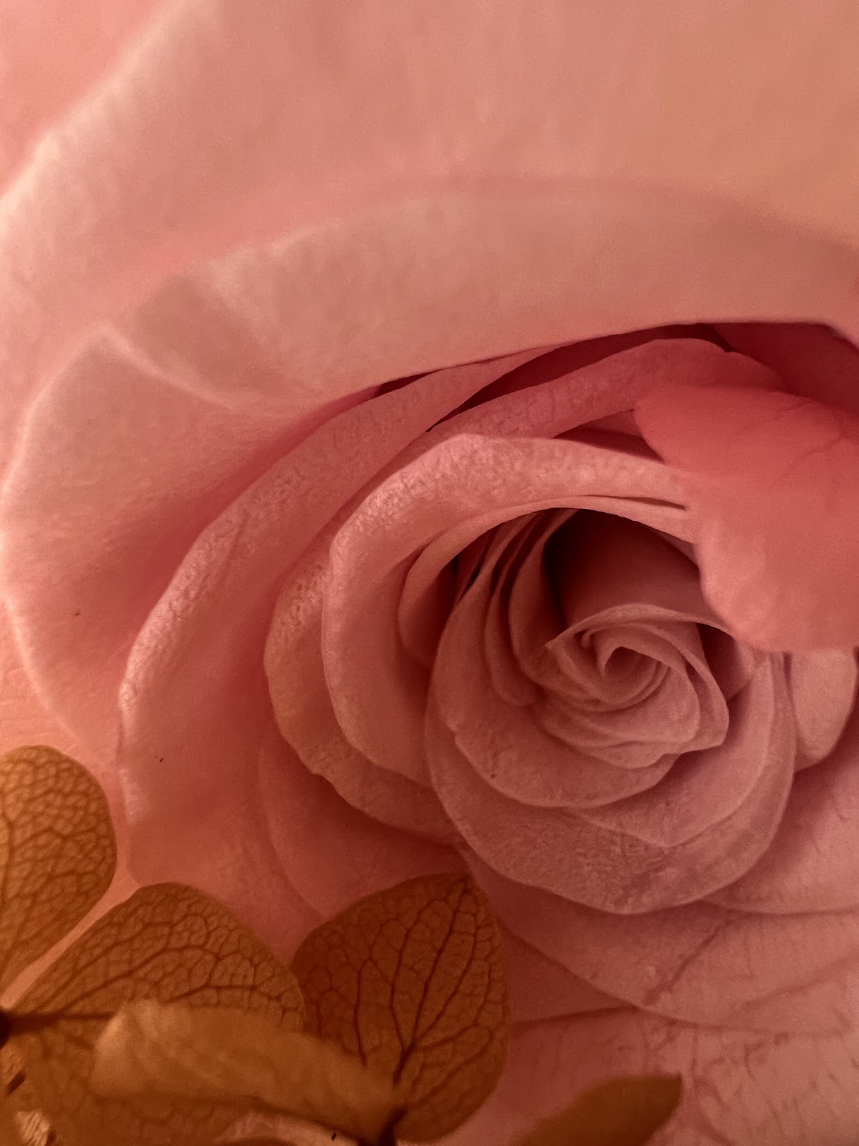 Close-up of a preserved pink rose with a soft focus background
