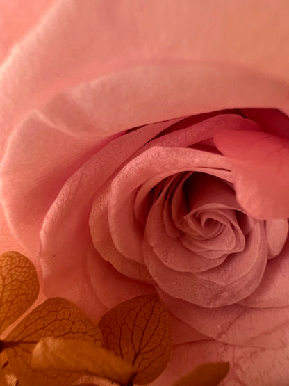 Close-up of a preserved pink rose with a soft focus background