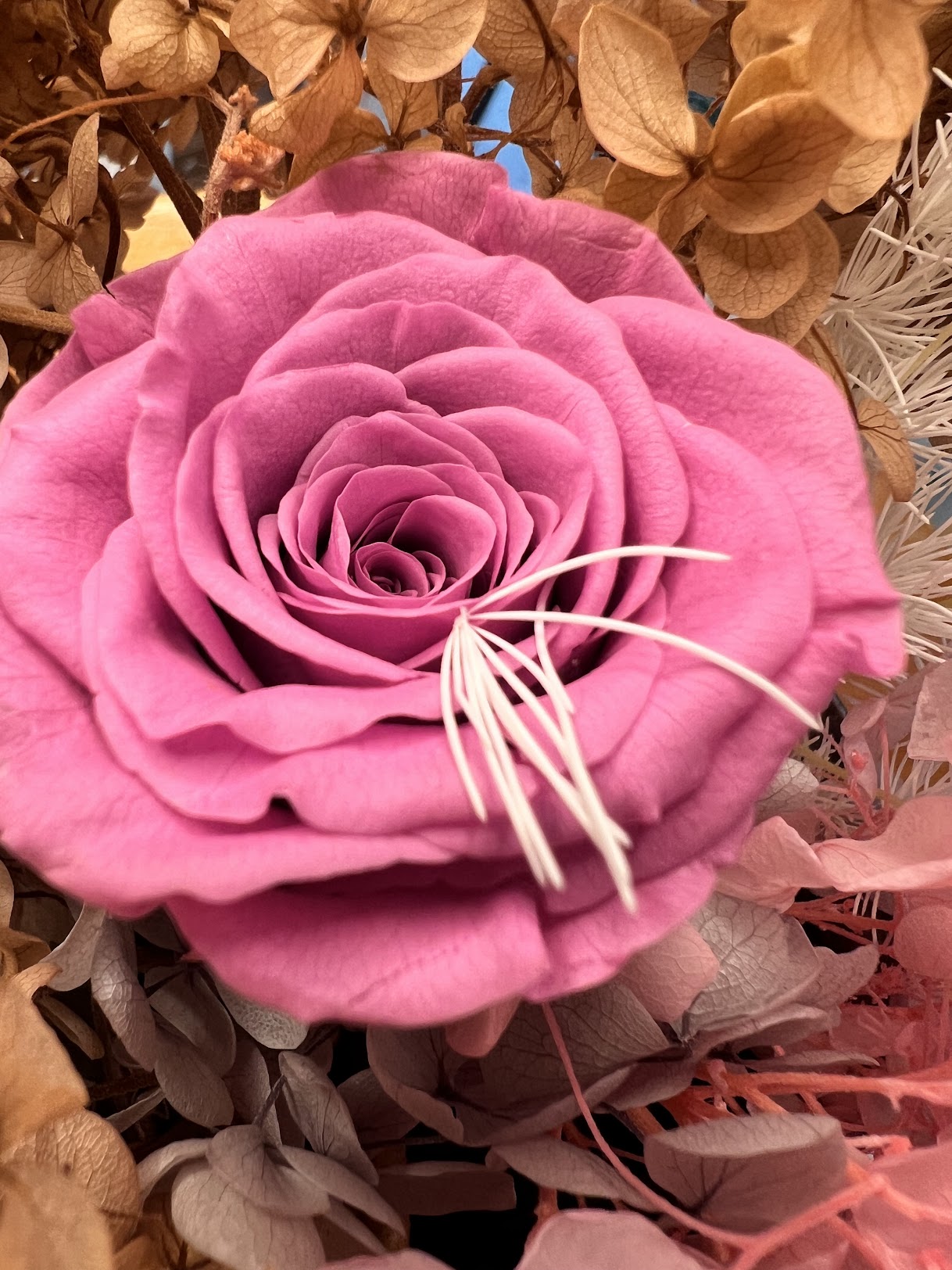 Close-up of a preserved Magenta rose surrounded by hydrangea dried flowers