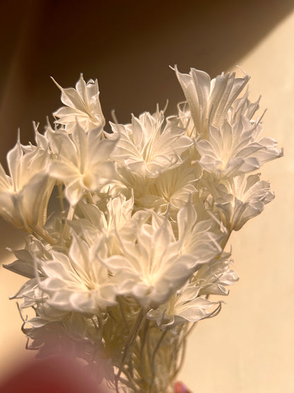White Star anise dried flowers decor  from kenyan lady fleur dried flowers shop.